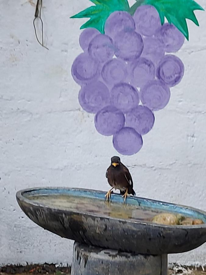Wine Tree Garden Guesthouse Mirissa Kültér fotó