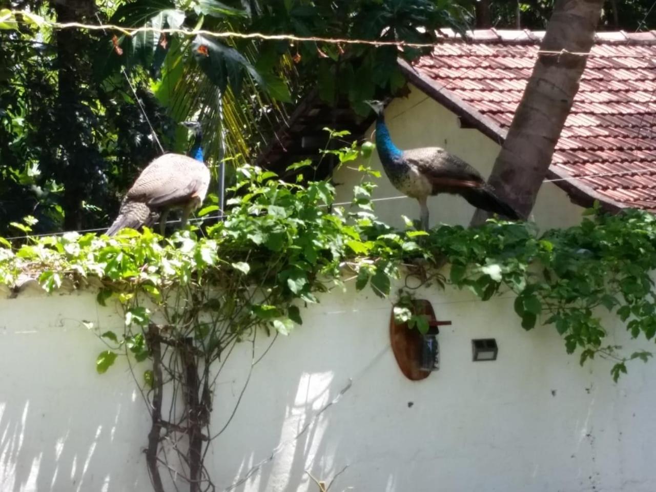 Wine Tree Garden Guesthouse Mirissa Kültér fotó